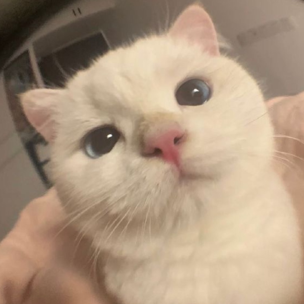 Meet your Posher, Audrey